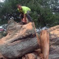 The Importance of Warranties and Guarantees for Tree Services in Fayetteville, Georgia