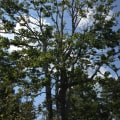 The Process of Obtaining a Permit for Tree Removal in Fayetteville, Georgia