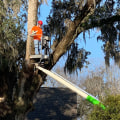 The Ultimate Guide to Scheduling a Tree Service Appointment in Fayetteville, Georgia
