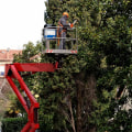 The Importance of Tree Maintenance Services in Fayetteville, Georgia