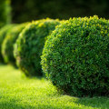 The Importance of Tree Health Assessments in Fayetteville, Georgia