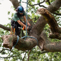 The Safety Measures Taken During Tree Removal in Fayetteville, Georgia