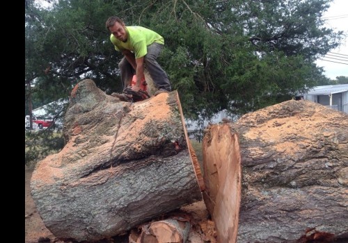 The Importance of Warranties and Guarantees for Tree Services in Fayetteville, Georgia