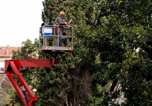 Expert Insights: Fayetteville Georgia Tree Service