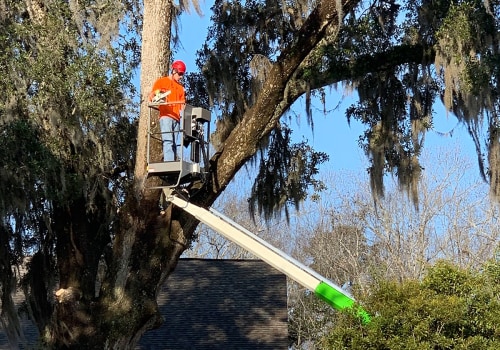 The Ultimate Guide to Scheduling a Tree Service Appointment in Fayetteville, Georgia