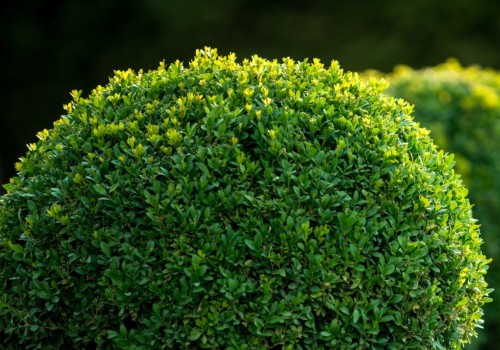 The Importance of Tree Health Assessments in Fayetteville, Georgia