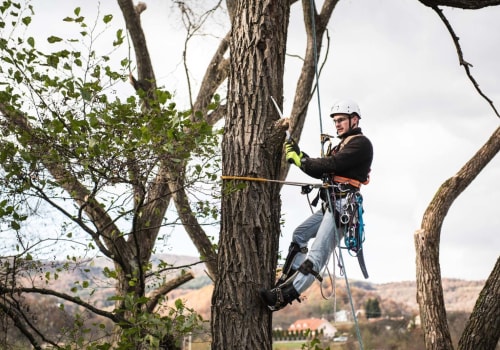 Fayetteville, Georgia Tree Service: Everything You Need to Know