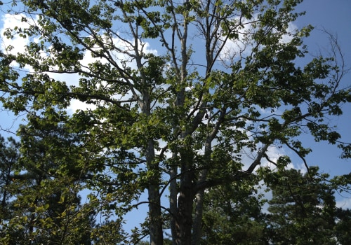 The Average Response Time for Emergency Tree Removal Services in Fayetteville, Georgia
